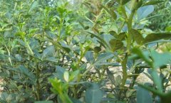 <b>枳壳的种植技巧有哪些？</b>