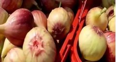 <b>无花果当年种当年收一亩产值近6万，酿酒之后身价翻10倍！</b>