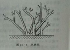 <b>无花果怎样修剪整形？无花果不同树形的修剪方法不同</b>