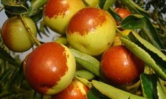 <b>适合大棚种植的优良枣树品种有哪些</b>