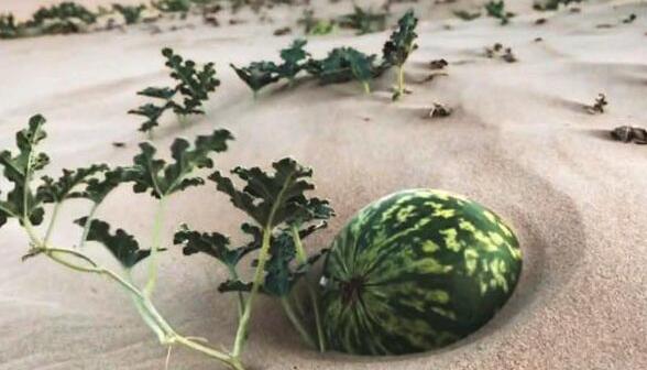 更不知道是什么,其实药西瓜是一种藤本有毒的植物的果实,那么药西瓜长