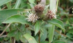 2020年野生苍术多少钱一斤？未来野生苍术仍持续高价行情！