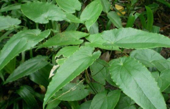 甘肃淫羊藿多少钱一斤2021年5月11日淫羊藿价格行情