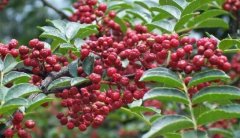 2021年6月下旬花椒行情预测：油厂介入发力，花椒后市涨还是落？
