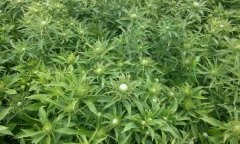<b>今年白术价格能涨到40元，你信吗？</b>