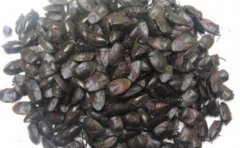 <b>黹</b>