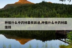 <b>��ֲʲô��ҩ������ǰ;,��ֲʲô��ҩ����ֵǮ</b>