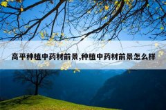 <b>��ƽ��ֲ��ҩ��ǰ��,��ֲ��ҩ��ǰ����ô��</b>