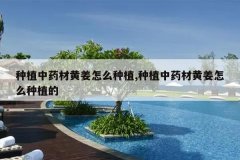 <b>��ֲ��ҩ�Ļƽ���ô��ֲ,��ֲ��ҩ�Ļƽ���ô��ֲ��</b>