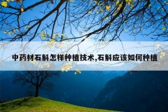 <b>��ҩ��ʯ��������ֲ����,ʯ��Ӧ�������ֲ</b>