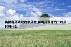 <b>����ɽҩ��Ч����ҩ��,��ɽҩ�����һ��ҩ�Ľ�ʲô</b>