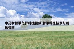 <b>��ҩ�ĸʲ�������ֲ��Ƶ,�ʲ���ֲ�������������</b>