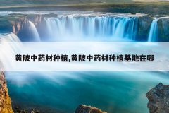 <b>������ҩ����ֲ,������ҩ����ֲ��������</b>