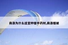 <b>����Ϊʲô������ֲ��ҩ��,����ֲ��</b>