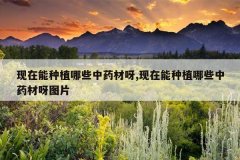 <b>��������ֲ��Щ��ҩ��ѽ,��������ֲ��Щ��ҩ��ѽͼƬ</b>