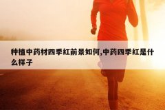 <b>��ֲ��ҩ���ļ���ǰ�����,��ҩ�ļ�����ʲô����</b>