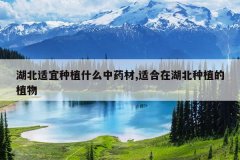<b>����������ֲʲô��ҩ��,�ʺ��ں�����ֲ��ֲ��</b>
