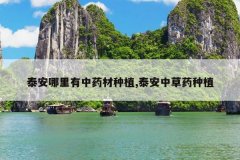 <b>̩����������ҩ����ֲ,̩���в�ҩ��ֲ</b>