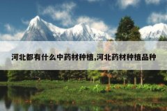 <b>�ӱ�����ʲô��ҩ����ֲ,�ӱ�ҩ����ֲƷ��</b>