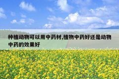 <b>��ֲ�����������ҩ��,ֲ����ҩ�û��Ƕ�����ҩ��Ч����</b>