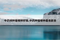 <b>��ҩ����ֲ���ֺ�Щ,��ҩ��ֲ��������ǰ��</b>