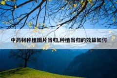 <b>��ҩ����ֲͼƬ����,��ֲ�����Ч�����</b>