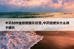 <b>��ҩ����ֲ�۹�ͼƬ����,��ҩ�۹���ʲô����ͼƬ</b>