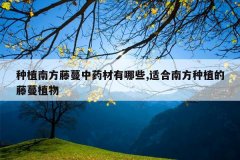 <b>��ֲ�Ϸ�������ҩ������Щ,�ʺ��Ϸ���ֲ������ֲ��</b>