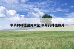 <b>��ҩ����ֲͼƬ��ȫ,�в�ҩ��ֲ��Ƭ</b>