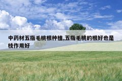 <b>��ҩ����ָë�Ҹ���ֲ,��ָë�ҵĸ���Ҳ��֦���ú�</b>