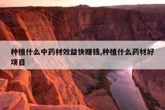 <b>��ֲʲô��ҩ��Ч���׬Ǯ,��ֲʲôҩ�ĺ���Ŀ</b>
