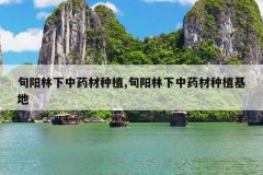 <b>Ѯ��������ҩ����ֲ,Ѯ��������ҩ����ֲ����</b>