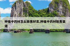 <b>��ֲ��ҩ����ô���ۺ���,��ֲ��ҩ����������</b>