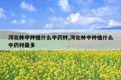 <b>�ӱ�������ֲʲô��ҩ��,�ӱ�������ֲʲô��ҩ�����</b>