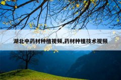 <b>������ҩ����ֲ��Ƶ,ҩ����ֲ������Ƶ</b>