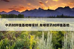 <b>��ҩ����ֲ�����ļҺ�,����Щҩ����ֲ����</b>