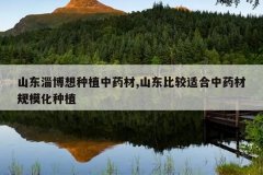 <b>ɽ���Ͳ�����ֲ��ҩ��,ɽ���Ƚ��ʺ���ҩ�Ĺ�ģ����ֲ</b>