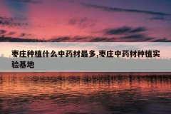 <b>��ׯ��ֲʲô��ҩ�����,��ׯ��ҩ����ֲʵ�����</b>