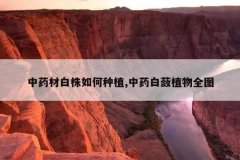 <b>��ҩ�İ��������ֲ,��ҩ����ֲ��ȫͼ</b>