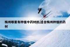 <b>÷����������ֲ��ҩ�ĵ�,�ʺ�÷����ֲ��ҩ��</b>