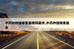 <b>��ҩ����ֲ������׬Ǯ���,��ҩ��ֲ�������</b>