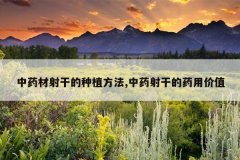 <b>��ҩ����ɵ���ֲ����,��ҩ��ɵ�ҩ�ü�ֵ</b>