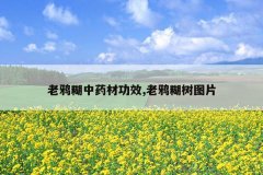 <b>��ѻ����ҩ�Ĺ�Ч,��ѻ����ͼƬ</b>