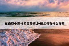 <b>��������ҩ��������ֲ,��ֲ������ʲô����</b>