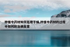 <b>��ֲ��ҩ����δ�������,��ֲ��ҩ�ĵĹ�������η��β��溦</b>