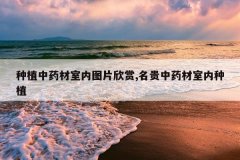 <b>��ֲ��ҩ������ͼƬ����,������ҩ��������ֲ</b>