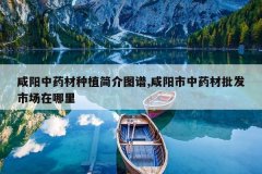 <b>������ҩ����ֲ���ͼ��,��������ҩ�������г�������</b>