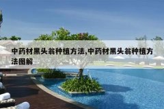 <b>��ҩ�ĺ�ͷ����ֲ����,��ҩ�ĺ�ͷ����ֲ����ͼ��</b>