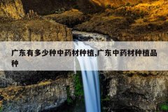 <b>�㶫�ж�������ҩ����ֲ,�㶫��ҩ����ֲƷ��</b>