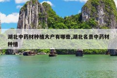 <b>������ҩ����ֲ������Щ,����������ҩ����ֲ</b>